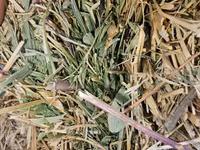 Baloti Sparceta — photo 2