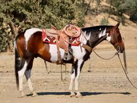 घोड़ा, National Show Horse — फ़ोटो 4