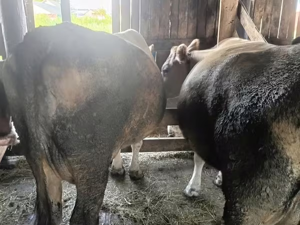 بقرة, Simmental cattle — كازاخستان