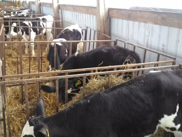 Holstein breed