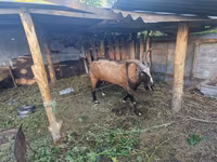 公山羊, LaMancha goats — 照片 2