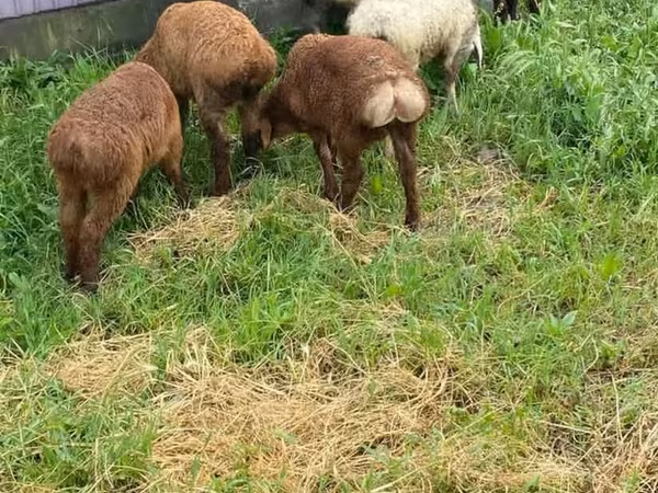 Rhon sheep