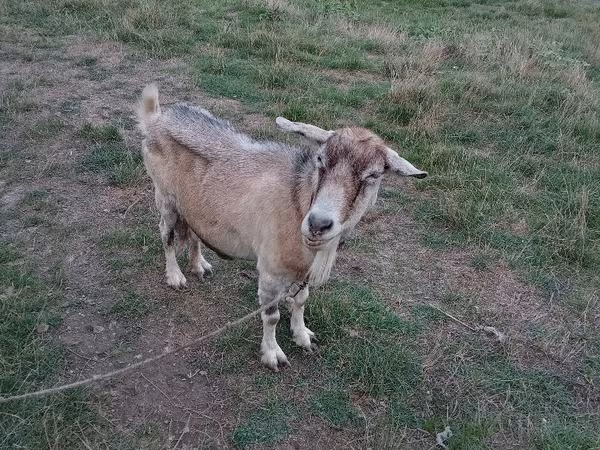 母山羊, Goats