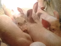 公猪, Pigs — 照片 2