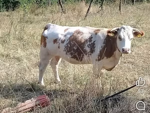 公牛, Cattle