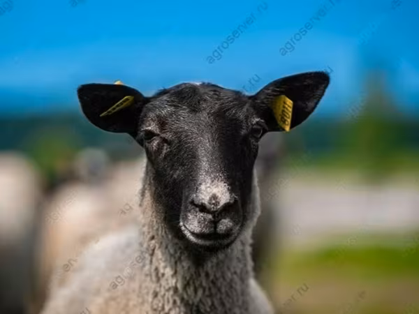 Ram, Romanov sheep