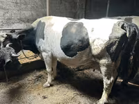 Cow, Holstein breed — photo 1