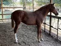Caballo, Caballos — foto 8