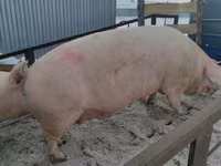 公猪, Pigs — 照片 8