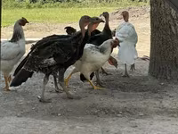 Turkeys — photo 1