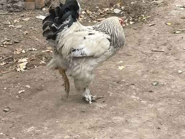 婆罗门鸡