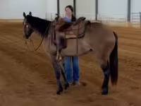 母马, Quarter Horse — 照片 7