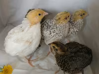Quails — photo 7