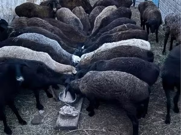 Ram, Sheep — Kazakhstan