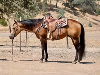 घोड़ा, Quarter Horse — फ़ोटो 5