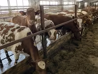 母牛, Holstein breed — 照片 6