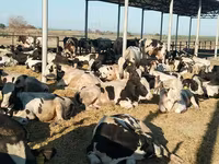 Bull, Cattle — photo 3