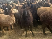 公羊, Edilbay sheep — 照片 4