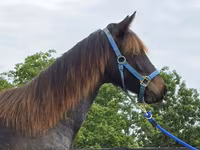 母马, Rocky Mountain Horse — 照片 3