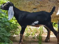 Goat, Nubian Goat — photo 3