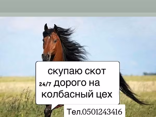 公马, Horses