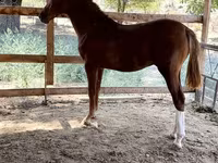 Caballo, Caballos — foto 4