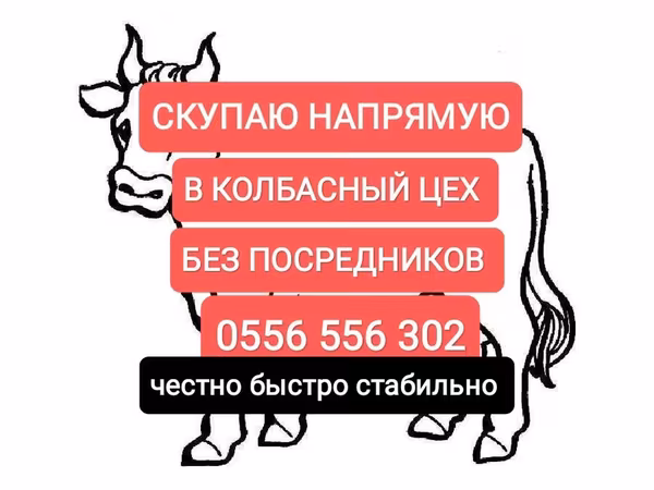 Horses