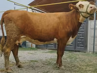 بقرة, Simmental cattle — الصورة 7