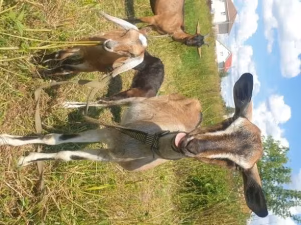 母山羊, Nubian Goat