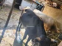 ثور, الماشية — الصورة 2