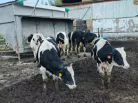 公牛, Russian Black pied cattle — 照片 4