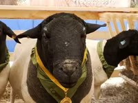 Ram, Dorper sheep — photo 4