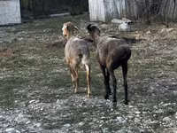 मेढ़ा, भेड़ — फ़ोटो 3