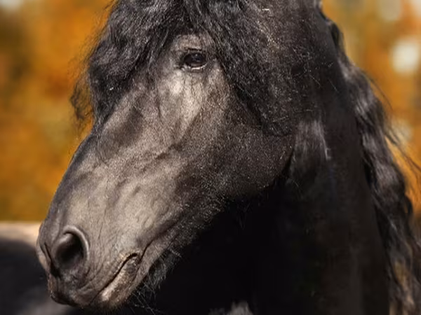 公马, Friesian