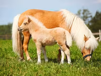 Horse (M), American shetland pony — photo 2