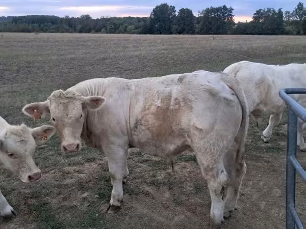 Bull, Charolais cattle