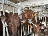 Cow, Cattle — photo 2