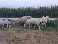 公羊, Sheep — 照片 1