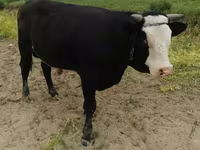 Producem și vindem granule pentru animale si păsări — Foto 2
