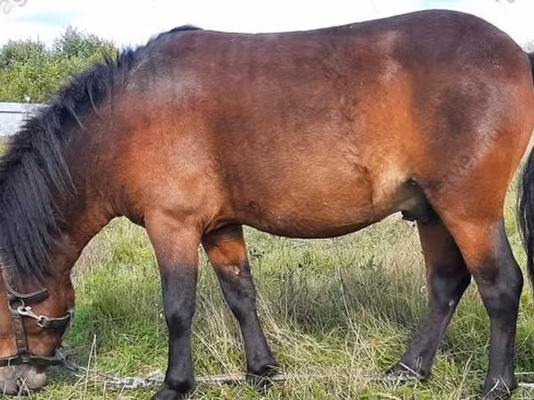 公马, American shetland pony