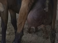 बकरी, Czech Brown Shorthaired goats — फ़ोटो 1
