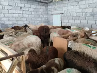 Sheep, Sheep — photo 4