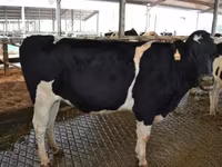Vaca, Raza Holstein — foto 3