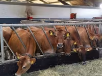 母牛, Holstein breed — 照片 7