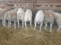 母羊, Baerchuke sheep — 照片 1