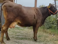بقرة, Simmental cattle — الصورة 3