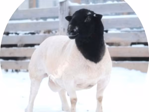 公羊, Dorper sheep