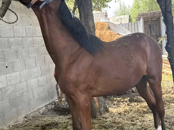 Horse (M), Horses