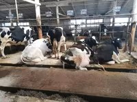 Kuh, Holstein-Rasse — Foto 2