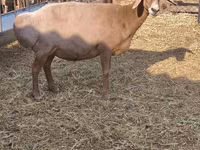 母羊, Baerchuke sheep — 照片 6
